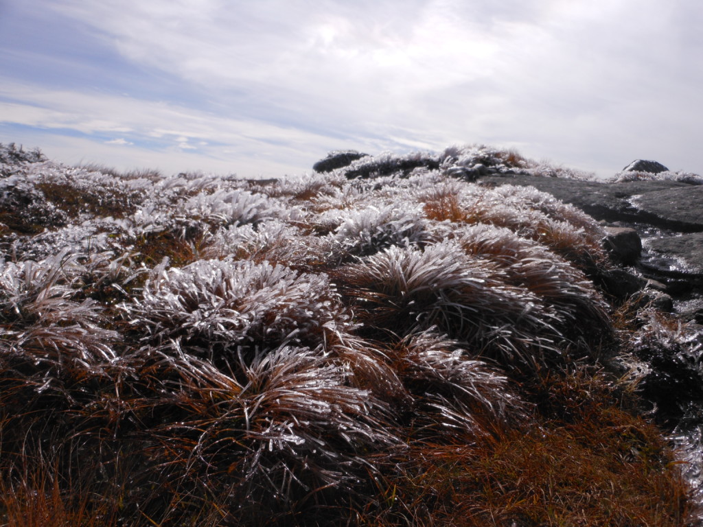 Frost covered alpine plants on a summit