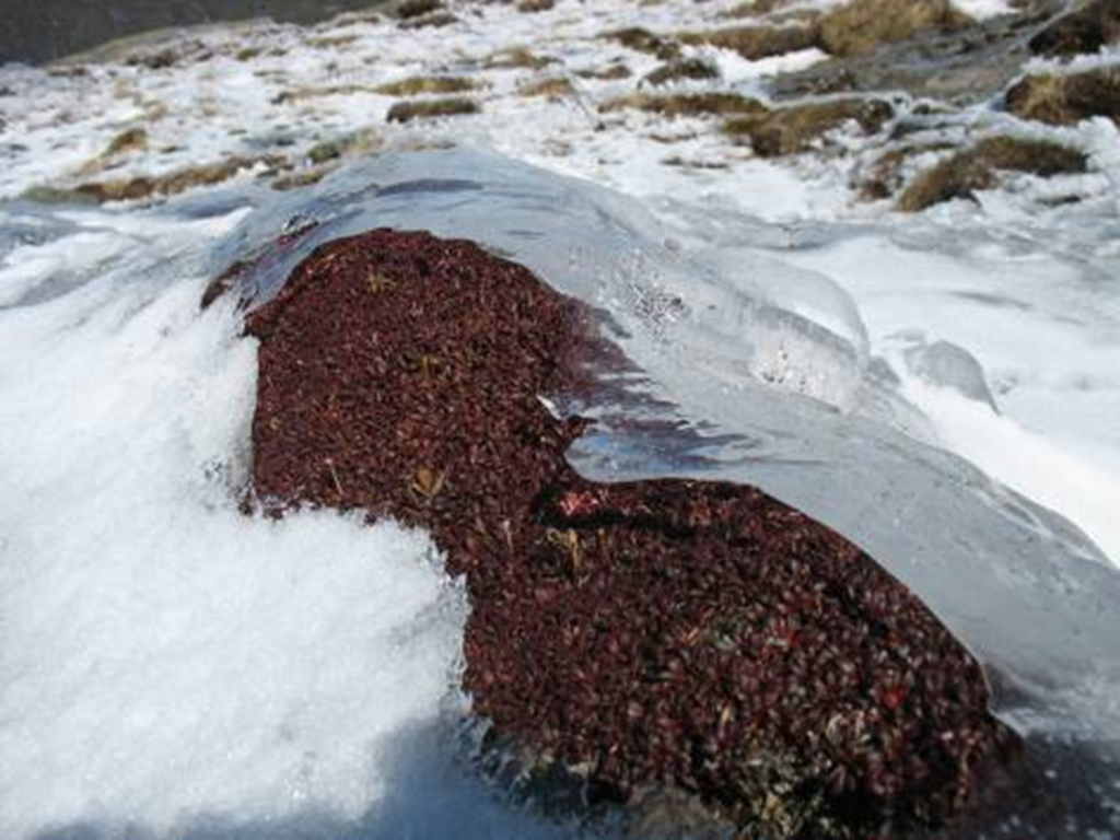 Alpine vegetation thawing itself out of the ice. Alpine plants can photosynthesize just above freezing.