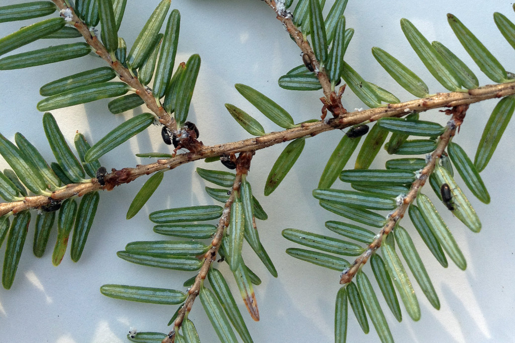 Little Larry beetles feeding on hemlock woolly adelgid