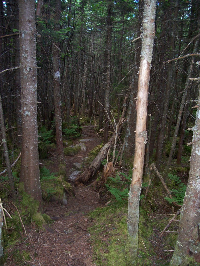 A narrow herd path winding through a forest