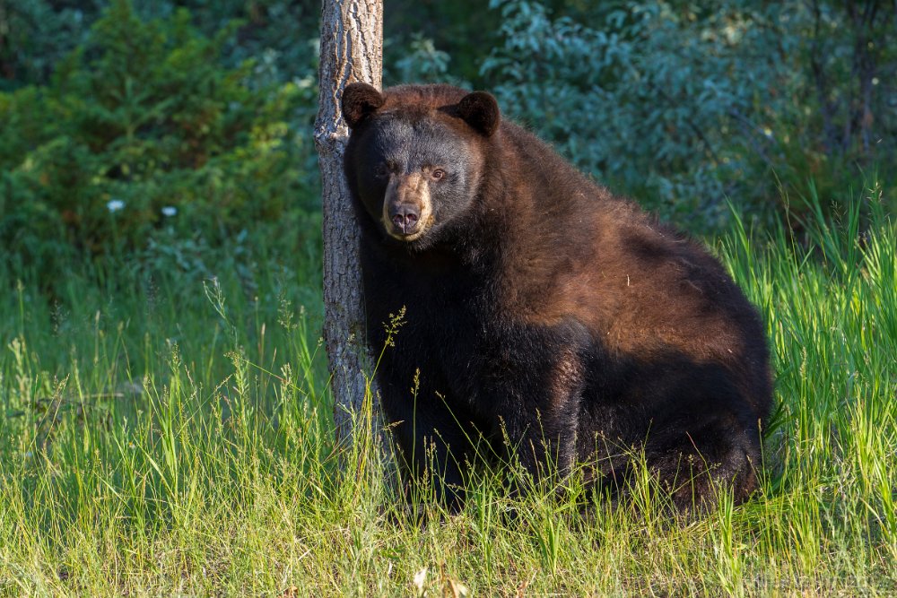 Bear Canisters Adirondack Mountain Club